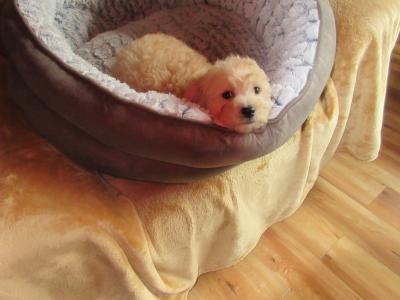 Cavapoo pups